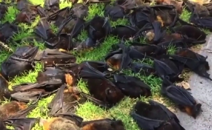 ค้างคาวตายเกลื่อนจากอากาศร้อนในออสเตรเลีย