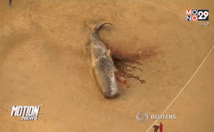 ซากวาฬสเปิร์มเกยตื้นที่อังกฤษ