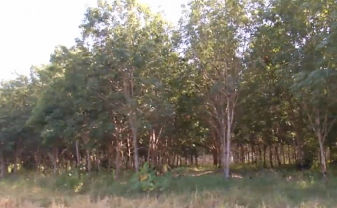 เร่งเกี่ยวข้าวหนีช้างป่า จ.บึงกาฬ