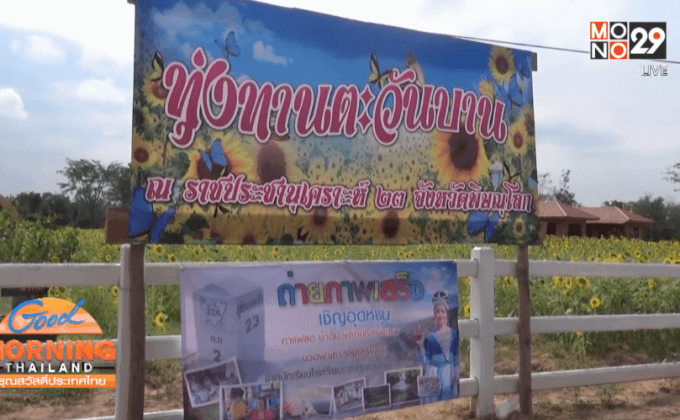 ท่องเที่ยวทุ่งทานตะวันคึกคัก