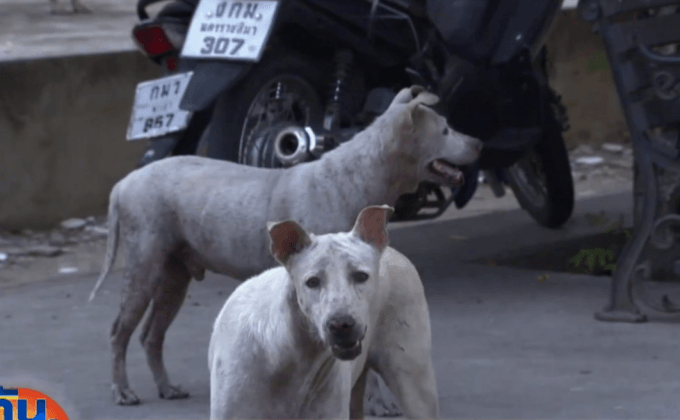 แฉ ตร.ยิงสุนัขตายให้การไม่จริง