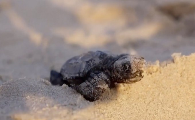 อิสราเอลผสมพันธุ์เต่าตนุป้องกันสูญพันธุ์