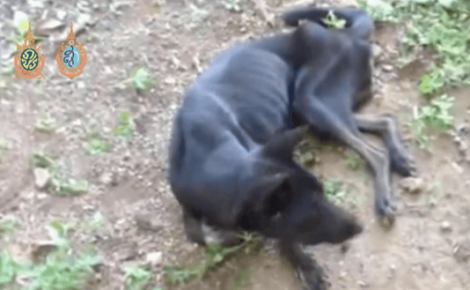 เกิดโรคระบาดในสุนัขตายในอำเภอปาย