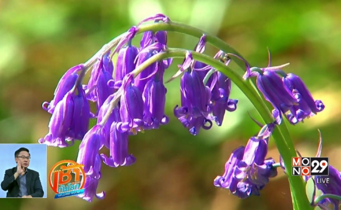 ทุ่งดอกไม้ในเบลเยียมและเนเธอร์แลนด์