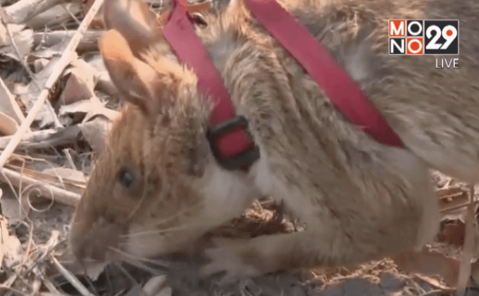 กัมพูชาใช้หนูค้นหากับระเบิด