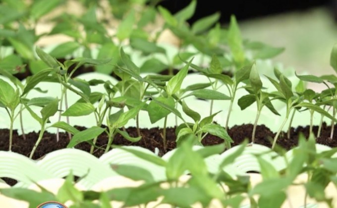 ม.มหาสารคาม จัดชุดผักสวนครัวช่วยชาวอุบลฯ