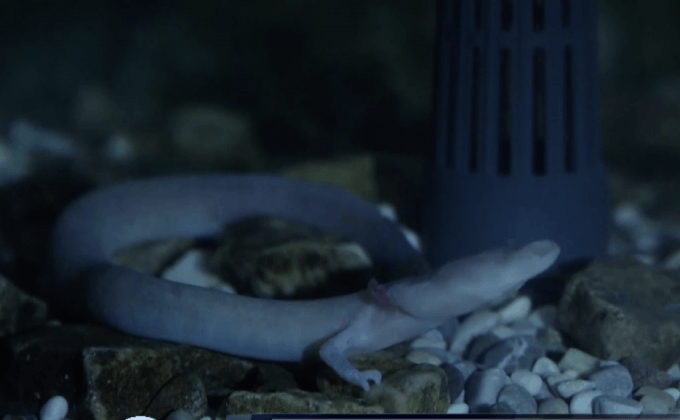 “โอล์ม” มังกรถ้ำแห่งสโลเวเนีย