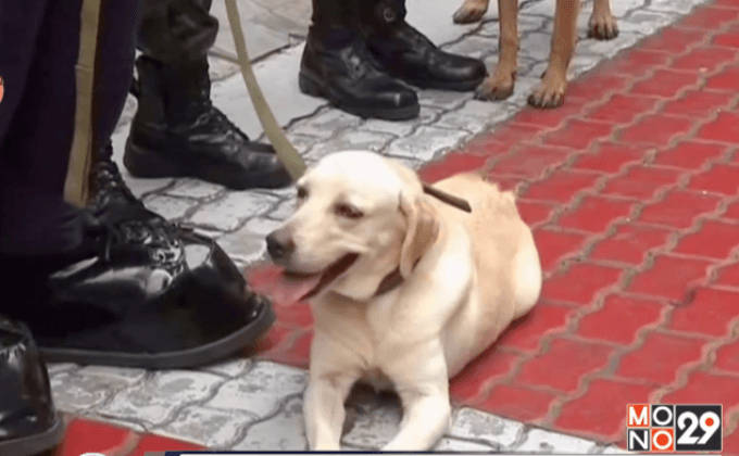 สุนัขตำรวจฟิลิปปินส์รับพรเนื่องในวันสัตว์โลก