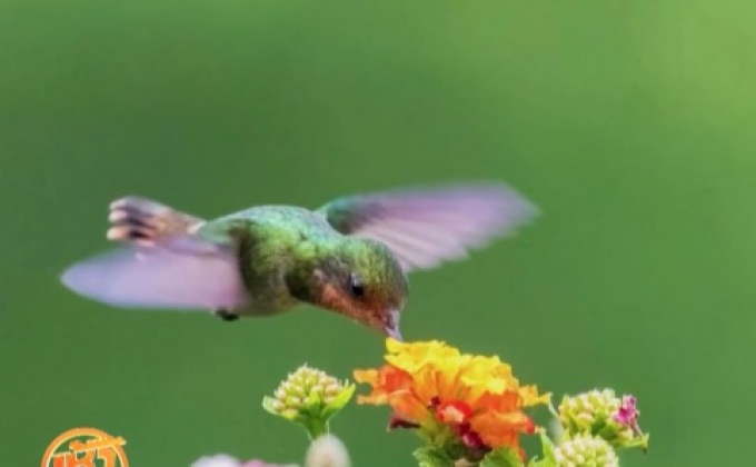 การท่องเที่ยวเพื่อการดูนกในบราซิล