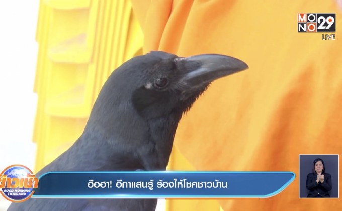 ฮือฮา !  อีกาแสนรู้ ร้องให้โชคชาวบ้าน