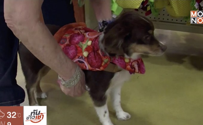 ​ธุรกิจเสื้อผ้าสัตว์เลี้ยงสุดบูมในช่วงฮาโลวีน