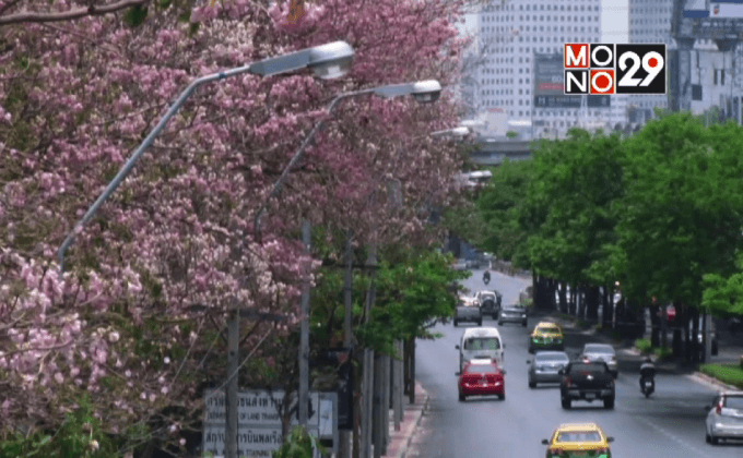 “ชมพูพันธุ์ทิพย์” บานสะพรั่งกลางกรุง