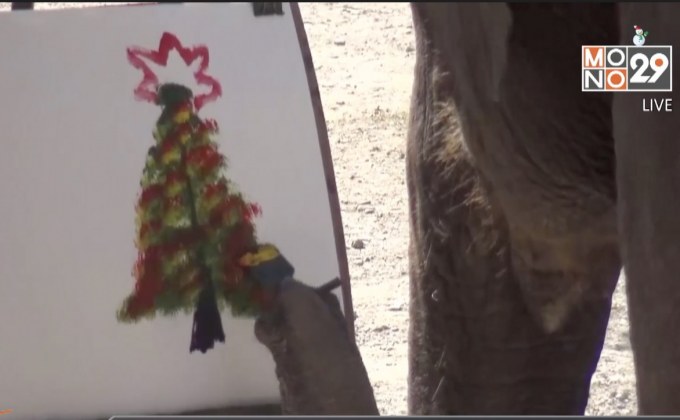 “พังสุดา”ศิลปินช้างแสนรู้วาดต้นคริสต์มาส