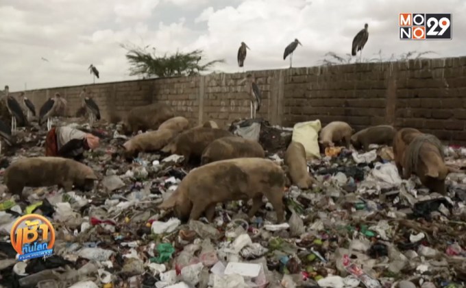 “ฟาร์มหมูในกองขยะ” ทำกำไรงาม