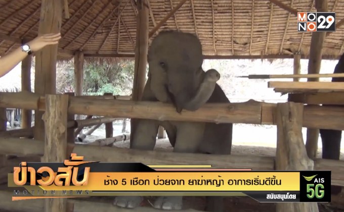 ช้าง 5 เชือก ป่วยจาก ยาฆ่าหญ้า อาการเริ่มดีขึ้น
