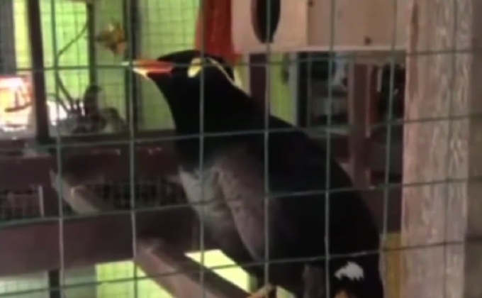 โผล่อีก! “เจ้าฝอยทอง” นกขุนทองพูดจ้อ 