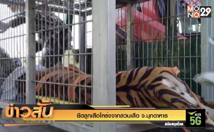 ยึดลูกเสือโคร่งจากสวนเสือ จ.มุกดาหาร