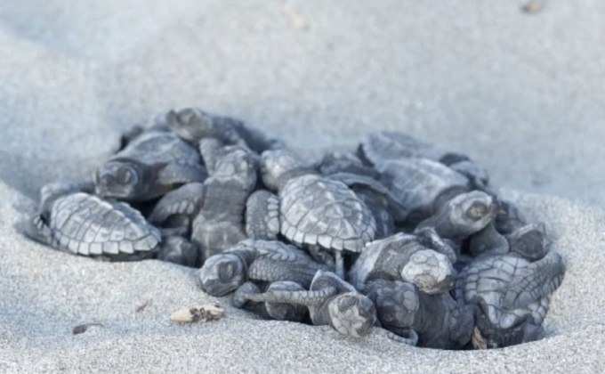เต่าใกล้สูญพันธุ์ฟักไข่ในเอกวาดอร์