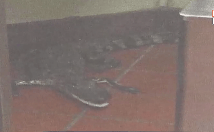 ชายชาวอเมริกันโยนจระเข้เข้าไปในร้านอาหาร