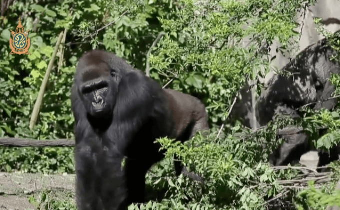 สวนสัตว์ซินซินเนติเปิดให้ชมกอริลลาอีกครั้ง