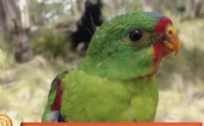 รังนกประตูอัตโนมัติ ป้องกันนกแก้วสูญพันธุ์