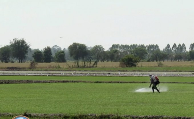 ชาวสวนปาล์มขอใช้พาราควอต  1 ไร่ ต่อ 1 ลิตร