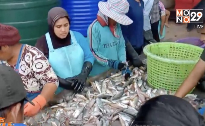 ผลกระทบเปิดนำเข้าเสรีสัตว์น้ำต่างประเทศ