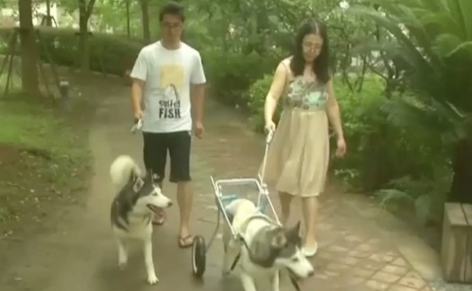 ชาวจีนแห่ใช้บริการ “ฝังเข็มให้สัตว์เลี้ยง”