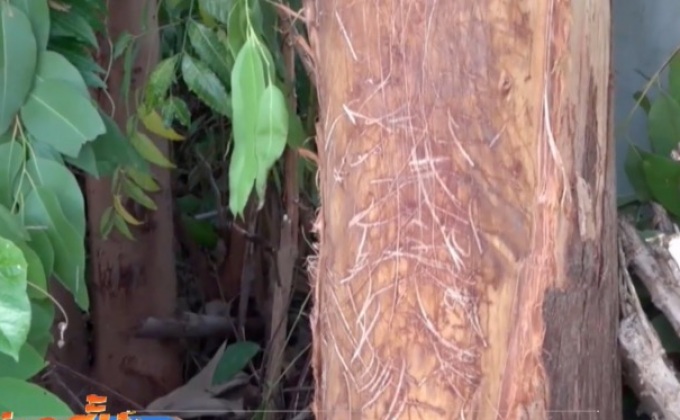 ชาวบ้านหวาดผวาหมี จ.ปราจีนบุรี