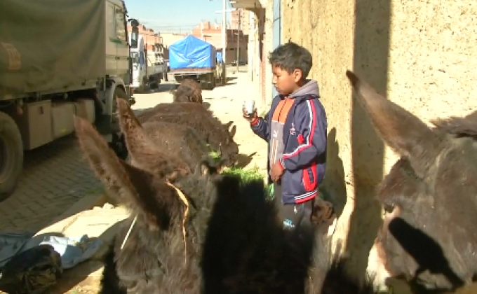 ชนเผ่าในโบลิเวีย ดื่มนมลาหวังรักษาโรคทางเดินหายใจ