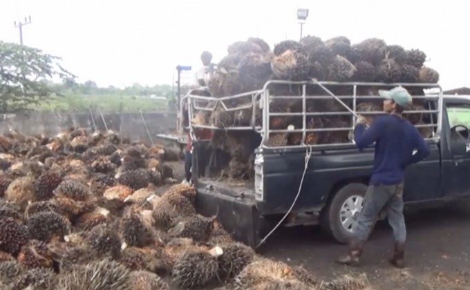 เริ่มจ่ายเงินประกันรายได้ชาวสวนปาล์มน้ำมันวันนี้