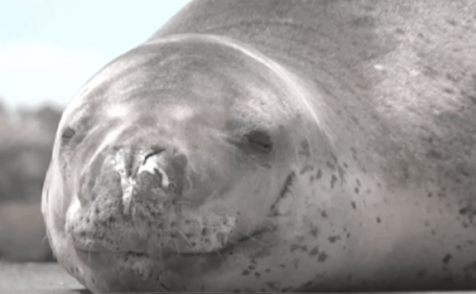 แมวน้ำเสือดาวอาศัยบนท่าเรือในนิวซีแลนด์