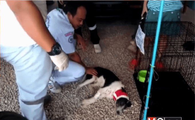 “เจ้าเปี๊ยก” สุนัขเหยื่อพิทบลูมีผู้รับอุปถัมภ์แล้ว