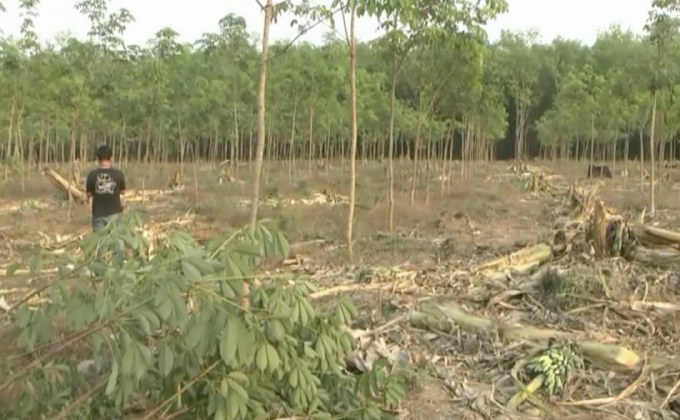 ช้างป่าทำลายสวนกล้วย-ยางพารา กว่า 20 ไร่ จ.บึงกาฬ