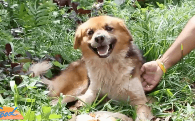 สุนัขซื่อสัตย์ รอนายมารับกลับบ้าน นานกว่า 7 เดือน