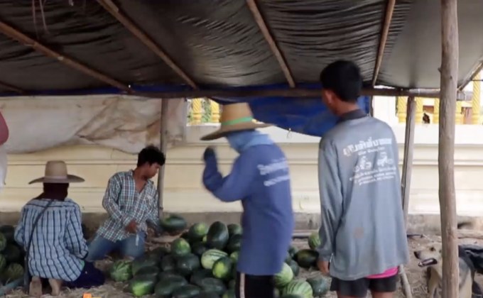 แตงโมราคาตกต่ำ กิโลกรัมละ 2 บาท