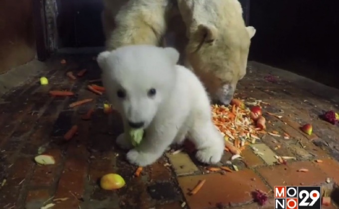 “ฟริตซ์” ลูกหมีขั้วโลกเกิดใหม่ในเยอรมนี