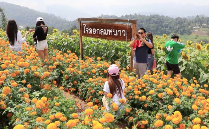 ชมทุ่งดาวเรือง-ดอกไม้สีเหลือง น้อมรำลึกรัชกาลที่ 9