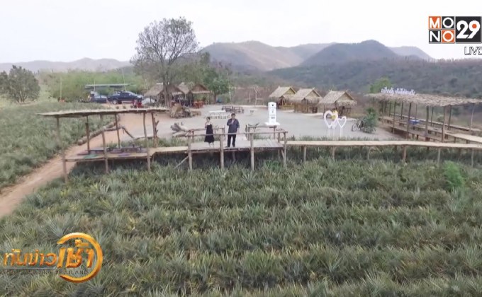 นทท.แห่เช็คอินยอดเขาชัฎท่ามกลางไร่สับปะรด