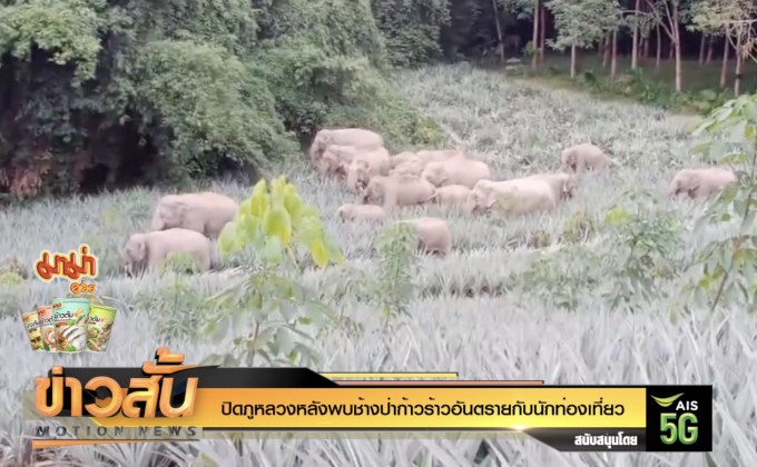 ปิดภูหลวงหลังพบช้างป่าก้าวร้าวอันตรายกับนักท่องเที่ยว