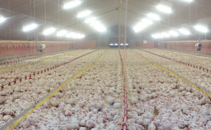 เบลเยียมตรวจสอบไข่ปนเปื้อนจากเนเธอร์แลนด์