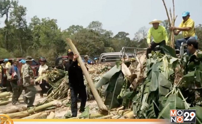 จิตอาสาบึงกาฬ ร่วมแบ่งปันอาหารให้ช้างป่าภูวัว