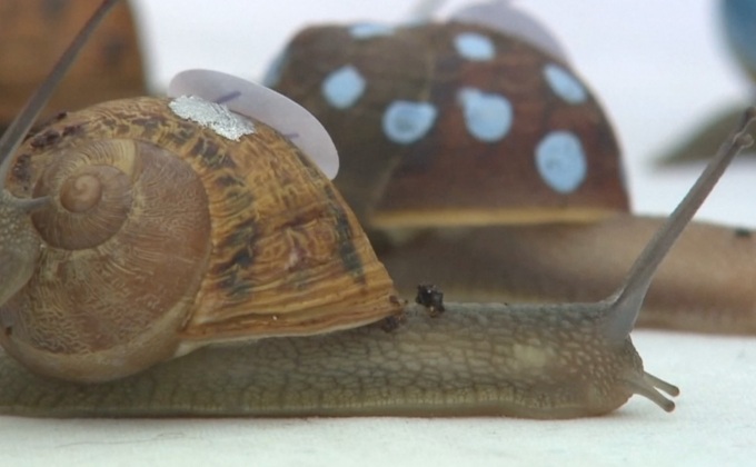 อังกฤษจัดการแข่งขันหอยทาก