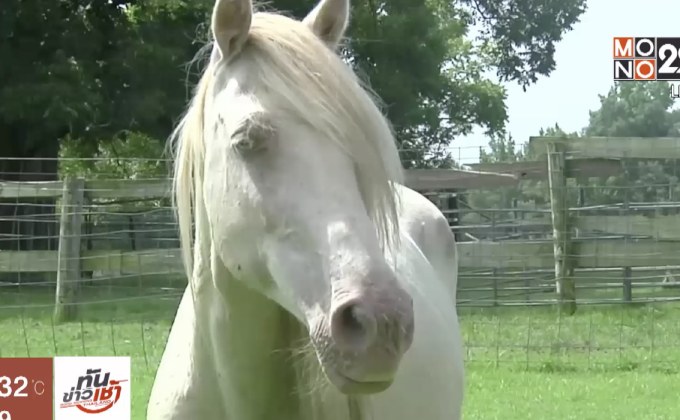 ​ขยายพันธุ์ม้าชอคทอว์หายากในสหรัฐฯ