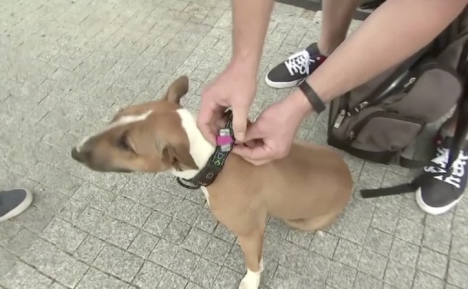 ขาขึ้นเทรนด์แก็ดเจ็ตสุขภาพสุนัข