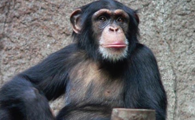 ชิมแพนซีเข้าใจเกมเป่ายิงฉุบ