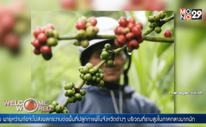 พายุหว่ามก๋อไม่กระทบผลผลิตกาแฟเวียดนาม