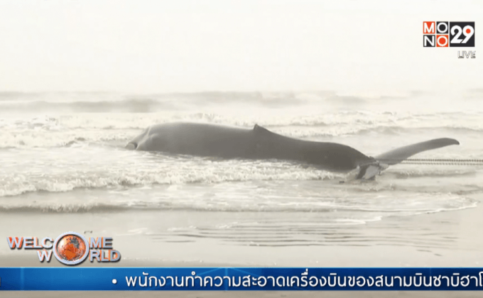 พบวาฬติดคลื่นตายในสหรัฐฯ