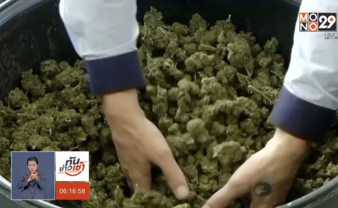 ใช้ข้อกฎหมายยกเลิกคำขอจดสิทธิบัตร “สารสกัดจากกัญชา”