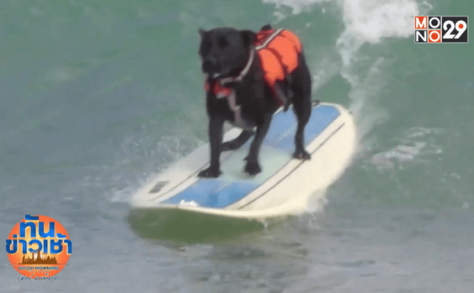 สุนัขน่ารักนักเล่นเซิร์ฟ